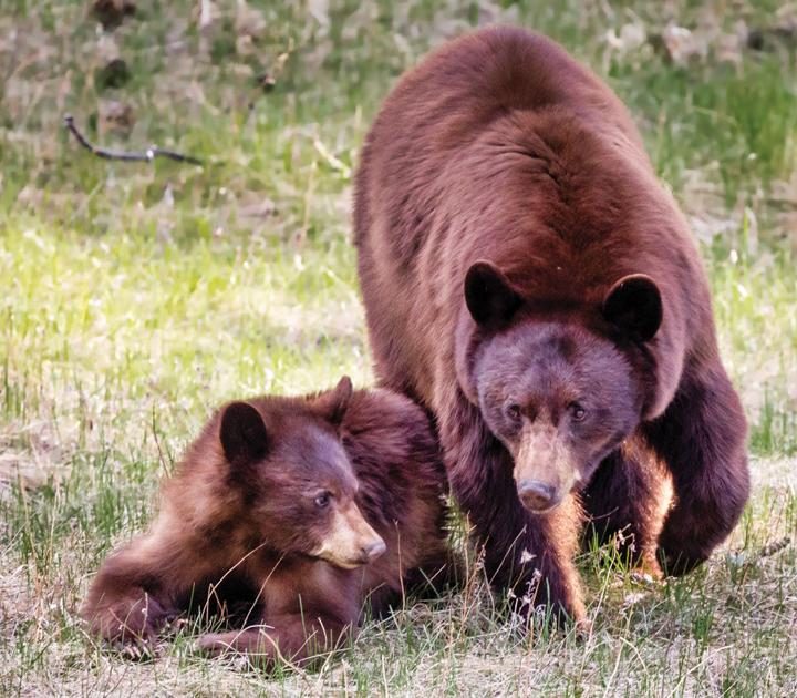 Bears Are Becoming Active Across Colorado; Time For Residents To Keep Bears Wild – Estes Park news