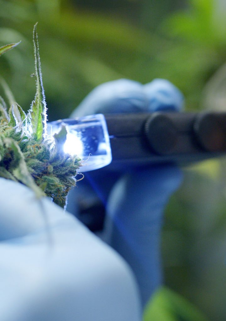 Botanical blends and CBD: LiftMode Hemp’s synergistic secret – Leafly
