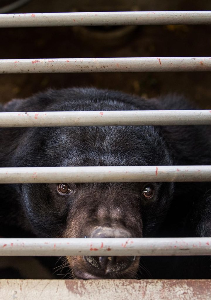 China promotes bear bile as coronavirus treatment, alarming wildlife advocates – National Geographic