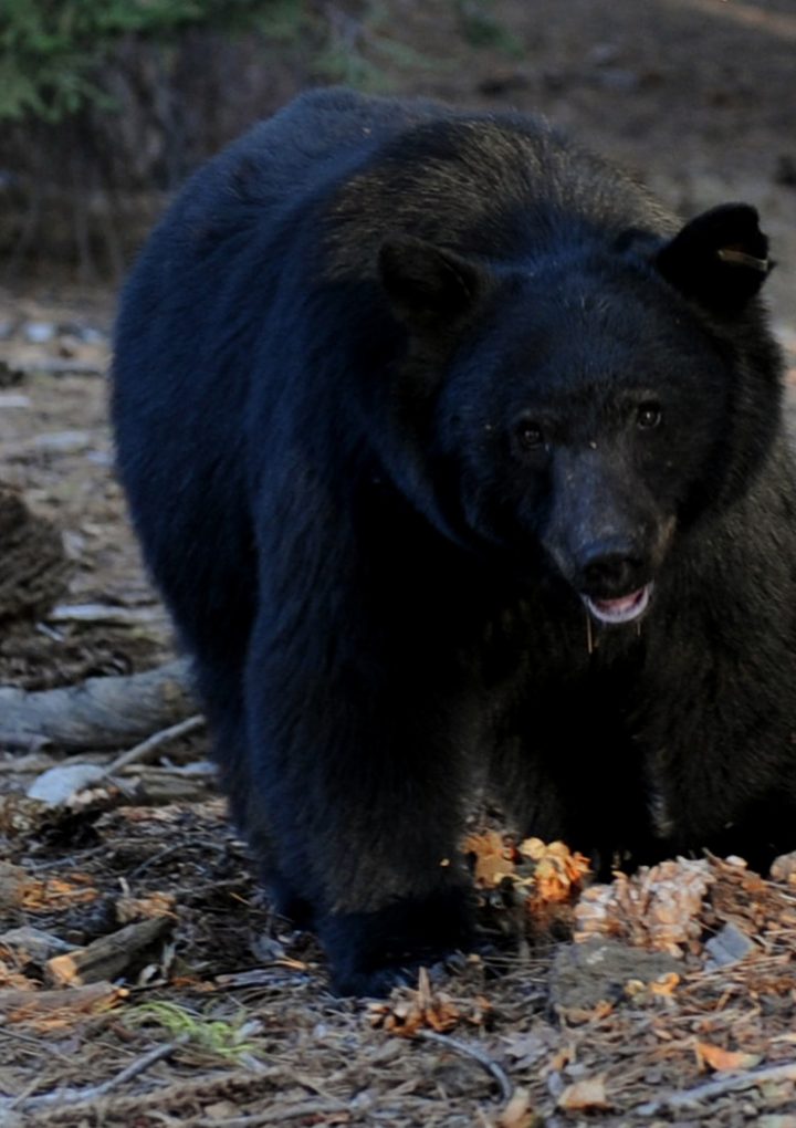 DNR: Maryland’s Black Bears Are Coming Out Of Hibernation, Searching For Food – CBS Baltimore