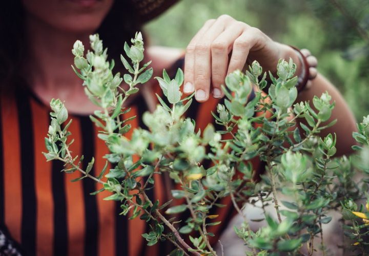 Dose of nature at home could help mental health, well-being during COVID-19 – UW News