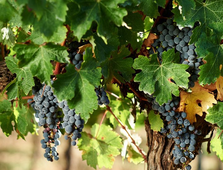 France Defines Natural Wine, but Is That Enough? – The New York Times