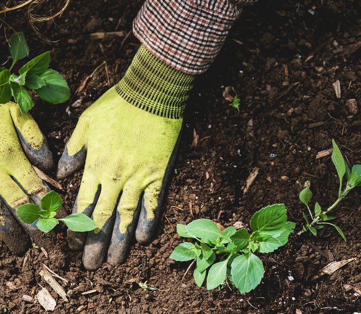 Fulvic Acid: Benefits, Safety, Side Effects, and Dosage – Healthline