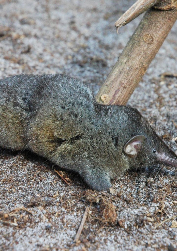 Hero shrews have one of the most bizarre spines—and we don’t know why – National Geographic