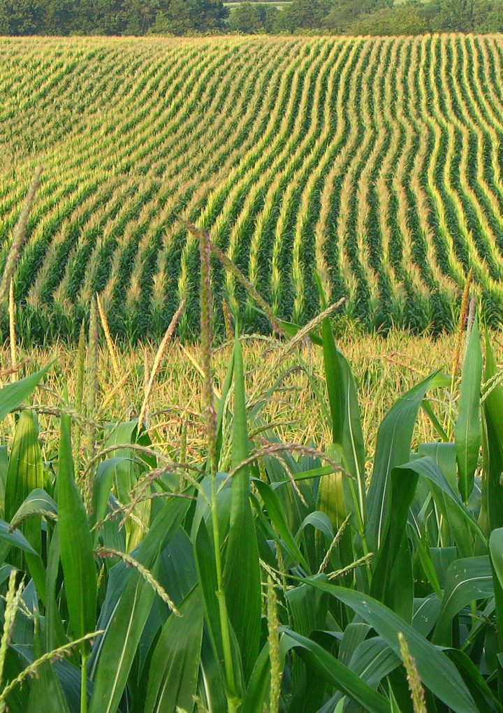 High-yield farming may be key to returning more land back to nature – AGDAILY