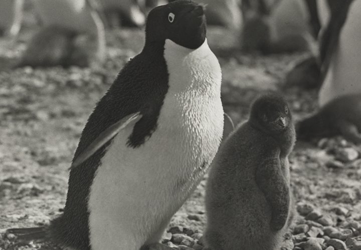 Historic original manuscripts from Antarctic explorer George Murray Levick join the Natural History Museum’s collection – The Natural History Museum