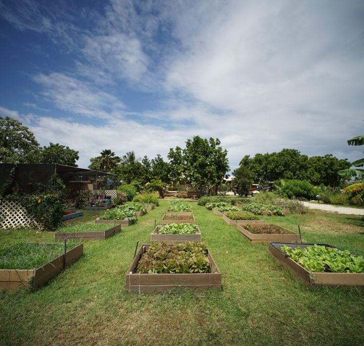 If We Get Food Right, We Get Everything Right – Honolulu Civil Beat