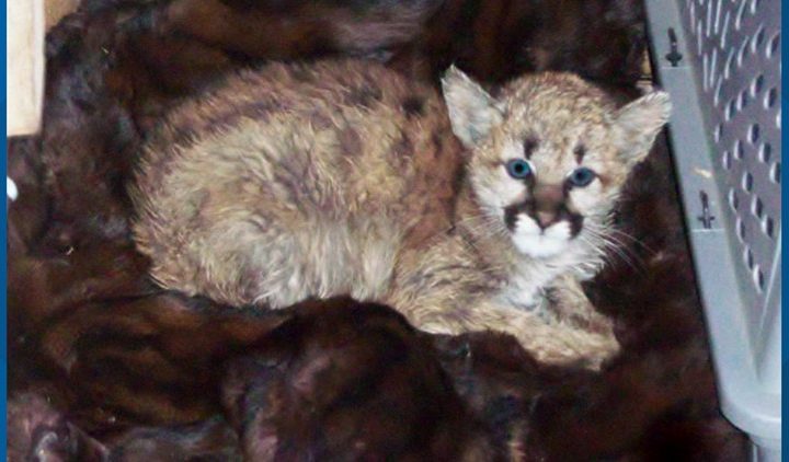 Keep your (social) distance from young wildlife – 9News.com KUSA