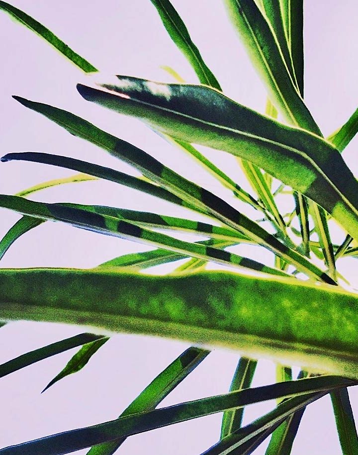 Plant genes act as microbiome gatekeepers – Futurity: Research News