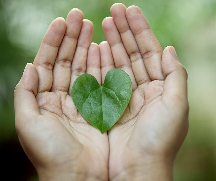 Plants control microbiome diversity inside leaves to promote health – MSUToday