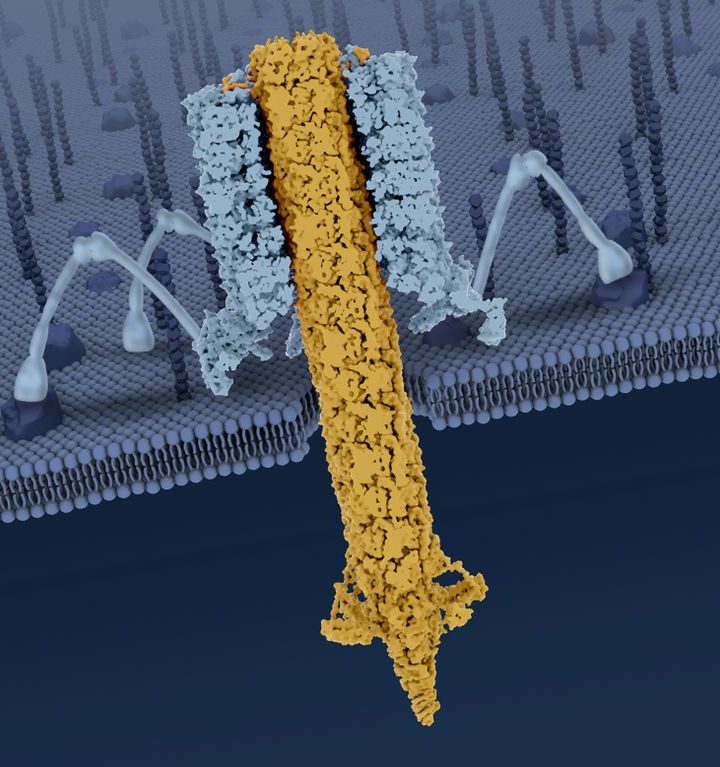 Researchers reveal the mechanisms behind a natural bacteria killer – UCLA Newsroom