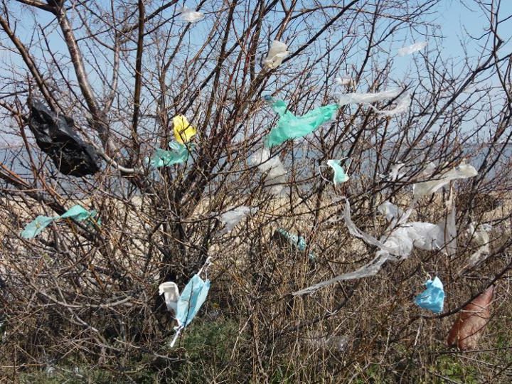 Restoring Nature Might Prevent The Next Pandemic – A Data-Based Approach From Laura Bush – Forbes