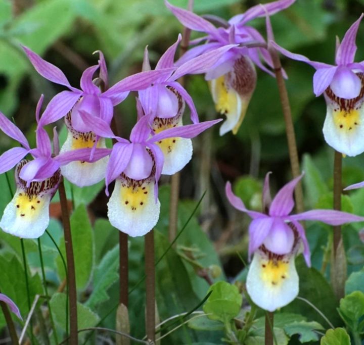 There’s widespread deception in the natural world – Juneau Empire