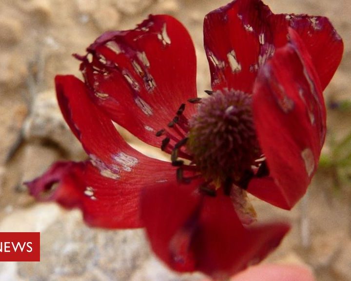 Coronavirus lockdown: Can nature help improve our mood? – BBC News