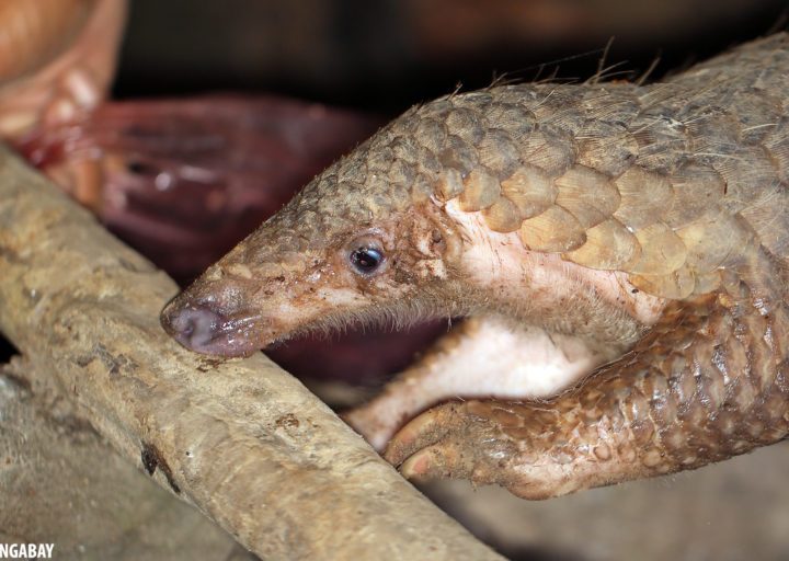 Jane Goodall: COVID-19 is a product of our unhealthy relationship with animals and the environment (commentary) – Mongabay.com