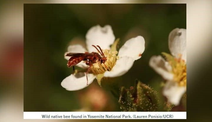 Study Finds Natural Fires Help Native Bees, Improve Food Security – PCT Magazine